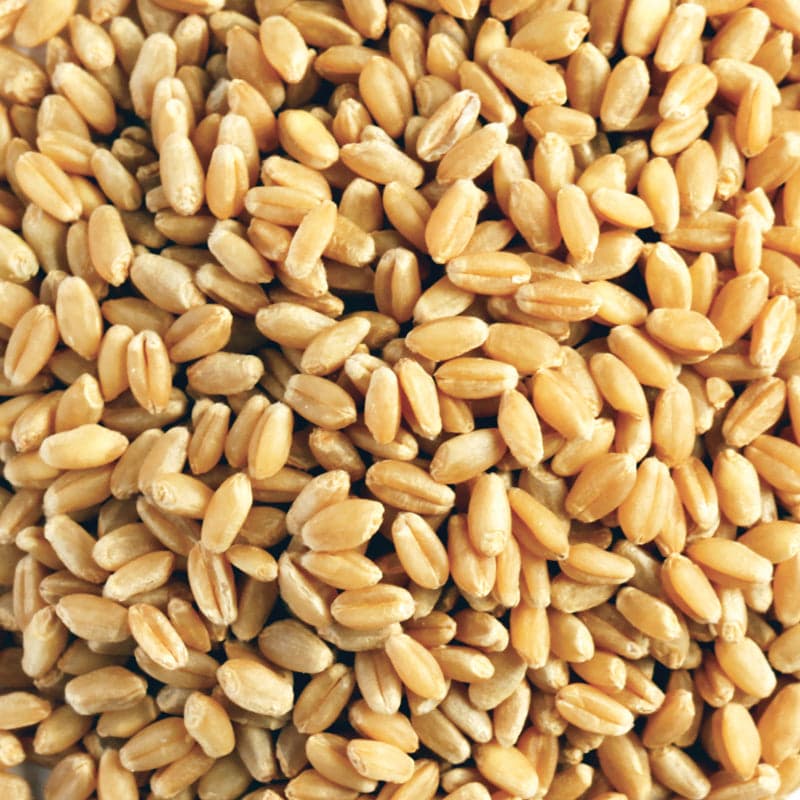 Kialla Pure Foods Organic Wheat Grain 20kg